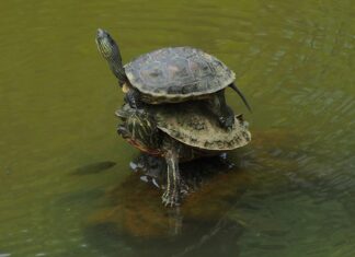 Jak prawidłowo nakładać samoopalacz?