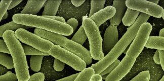 Czy w słonej wodzie są bakterie?