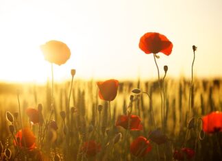 Co daje mąka ziemniaczana na włosy?