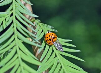 Jak długo utrzymują się przedłużone rzęsy?